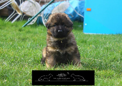 CHIOT FAUVE CHARBONNE